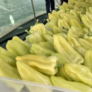 29 Kaledavaz Biber Festivali Basladi