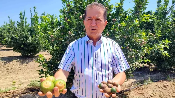 Adanada 475 Derece ile Sicaklik Rekoru Kirildi Narenciye Urunleri Zarar