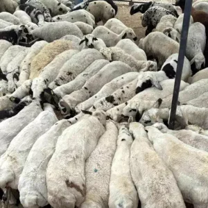 Adanada Sap Hastaligi Goruldu Hayvan Hareketleri Durduruldu