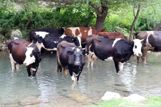 Adananin Kozan Ilcesinde Asiri Sicaklar Hayati Olumsuz Etkiliyor