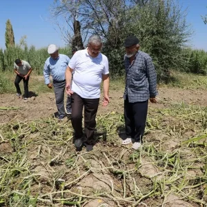 Afyonkarahisarda Dolu Hasari Tespiti Yapildi