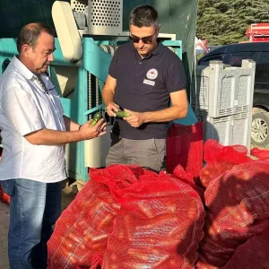 Afyonkarahisarda Kornison Salatalik Kontrolleri Devam Ediyor