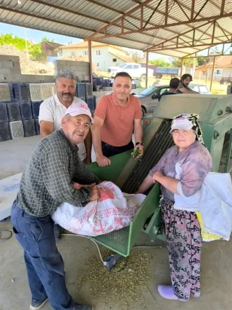 Afyonkarahisarda Kornison Salatalik Toplama Sezonu Basladi