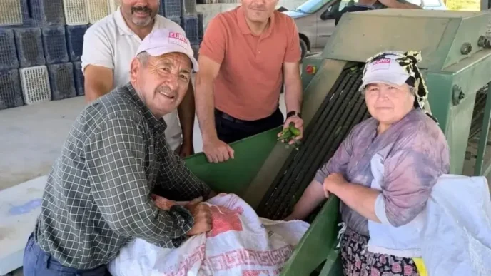 Afyonkarahisarda Kornison Salatalik Toplama Sezonu Basladi