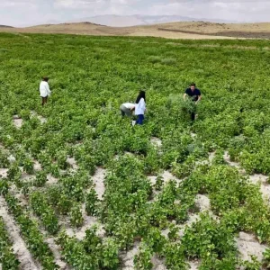 Agrida Ciftcilere Yuzde 75 Hibe Destegiyle Kuru Fasulye Tohumu Dagitildi