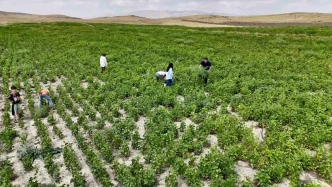 Agrida Ciftcilere Yuzde 75 Hibe Destegiyle Kuru Fasulye Tohumu Dagitildi