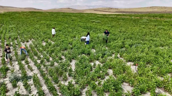 Agrida Ciftcilere Yuzde 75 Hibe Destegiyle Kuru Fasulye Tohumu Dagitildi