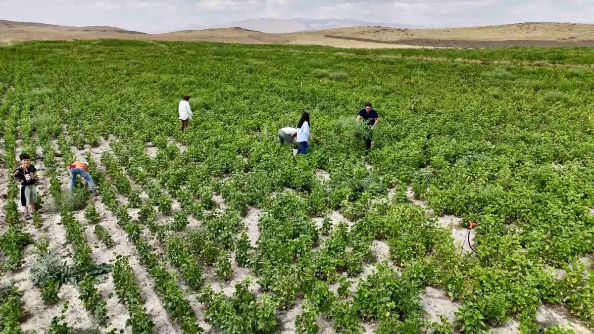 Agrida Ciftcilere Yuzde 75 Hibe Destegiyle Kuru Fasulye Tohumu Dagitildi