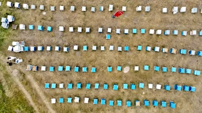 Agrida Kadinlar Ariciliga Yoneliyor Haberler