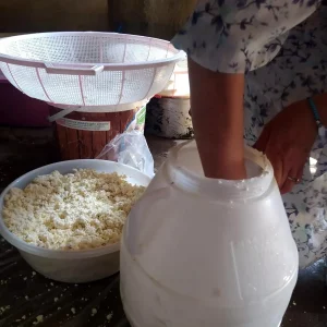 Agrida Nesilden Nesile Gecen Kuma Gomme Teknigiyle Olgunlasan Kup Peyniri