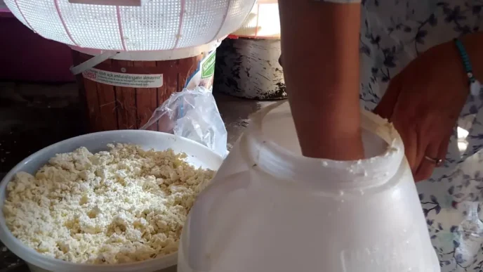 Agrida Nesilden Nesile Gecen Kuma Gomme Teknigiyle Olgunlasan Kup Peyniri