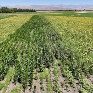 Agrida Yuzde 75 Hibeli Fide Destegi ile Renkli Bostan Kuruldu