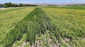 Agrida Yuzde 75 Hibeli Fide Destegi ile Renkli Bostan Kuruldu