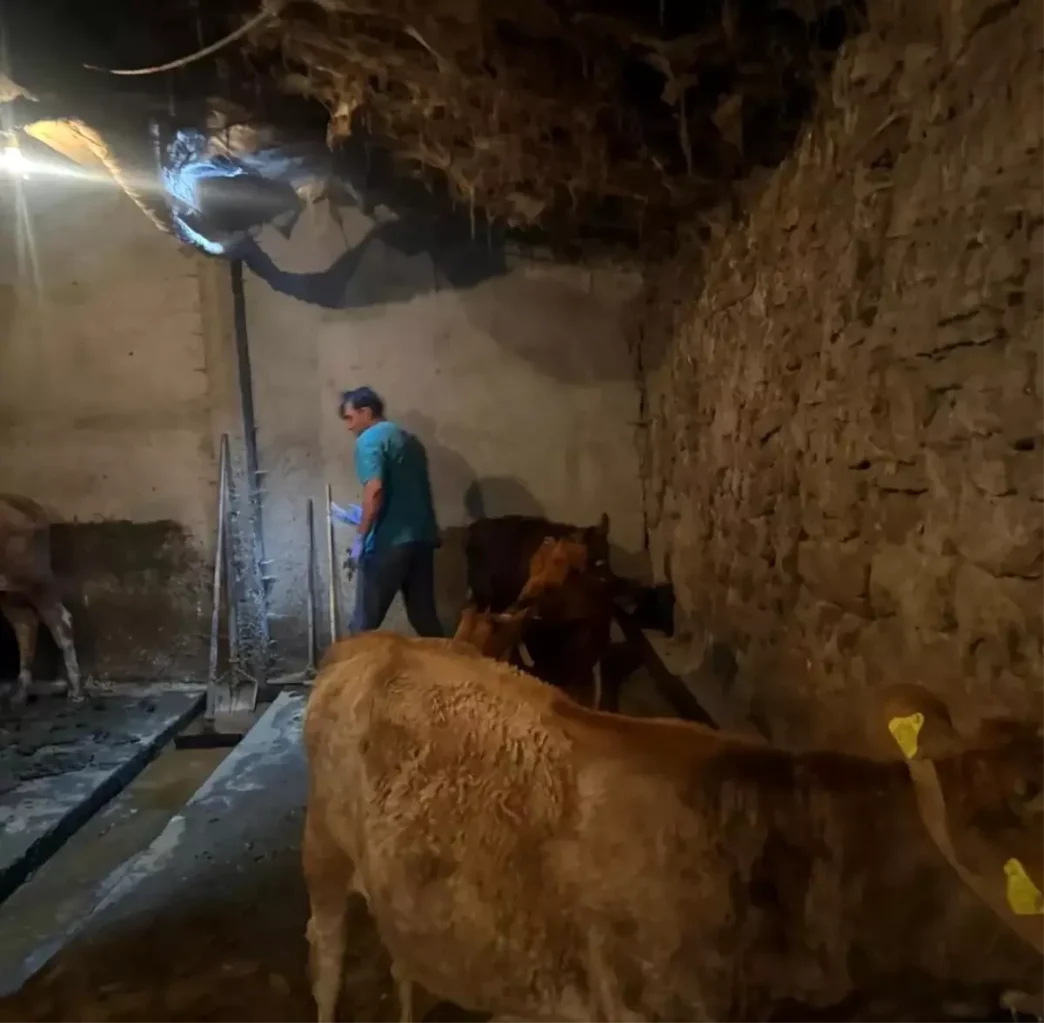 Agrinin Diyadin Ilcesinde Sap Hastaligi Asilamalari Devam Ediyor