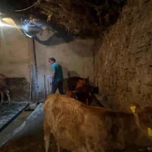 Agrinin Diyadin Ilcesinde Sap Hastaligi Asilamalari Devam Ediyor