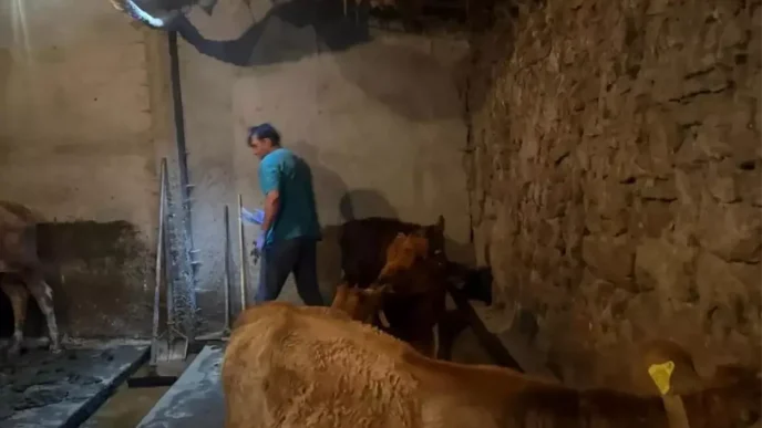 Agrinin Diyadin Ilcesinde Sap Hastaligi Asilamalari Devam Ediyor