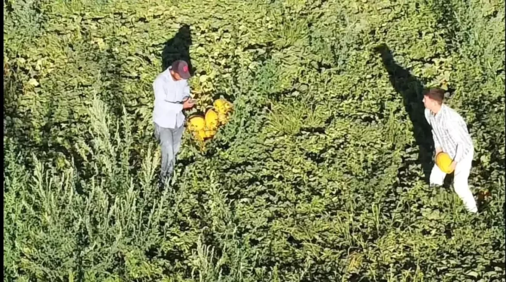 Aksarayda Alternatif Tarim Lezzetli Kavun ve Karpuz Uretimi Artiyor