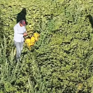 Aksarayda Alternatif Tarim Lezzetli Kavun ve Karpuz Uretimi Artiyor