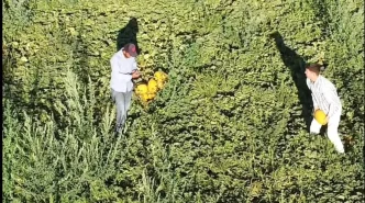 Aksarayda Alternatif Tarim Lezzetli Kavun ve Karpuz Uretimi Artiyor
