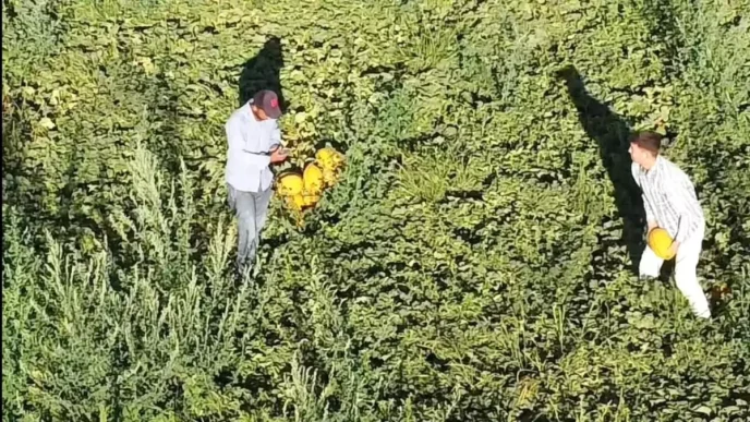 Aksarayda Alternatif Tarim Lezzetli Kavun ve Karpuz Uretimi Artiyor