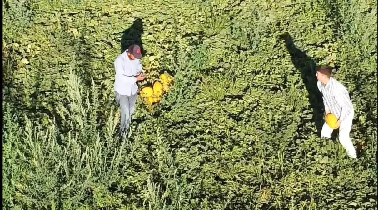 Aksarayda Alternatif Tarim Lezzetli Kavun ve Karpuz Uretimi Artiyor