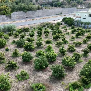 Alanyada Erkenci Clifton Avokado Hasadi Basladi