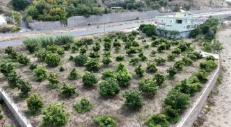 Alanyada Erkenci Clifton Avokado Hasadi Basladi