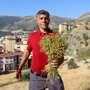 Amasyada Uzerlik Otuna Buyuk Ilgi