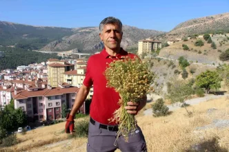 Amasyada Uzerlik Otuna Buyuk Ilgi