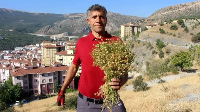Amasyada Uzerlik Otuna Buyuk Ilgi