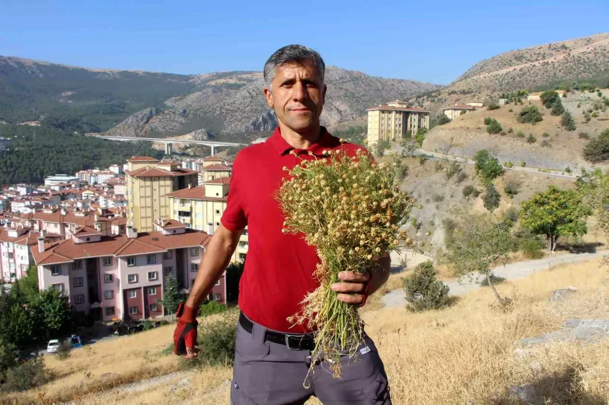 Amasyada Uzerlik Otuna Buyuk Ilgi