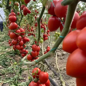 Antalya Hallerinde Domates Fiyat Endeksi Yillik 4728 Artti