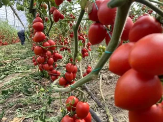 Antalya Hallerinde Domates Fiyat Endeksi Yillik 4728 Artti