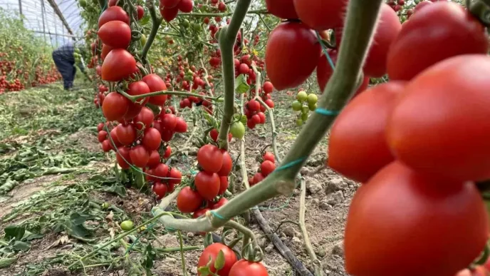 Antalya Hallerinde Domates Fiyat Endeksi Yillik 4728 Artti