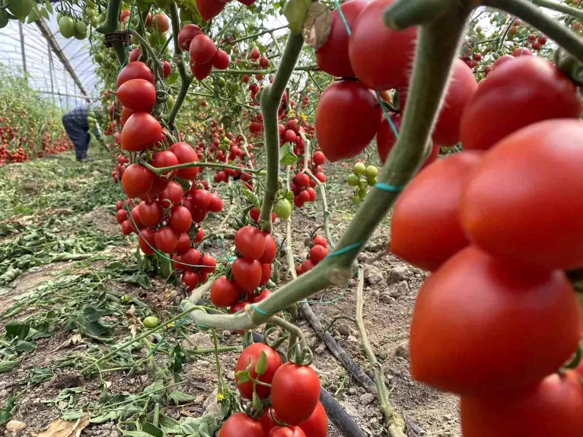 Antalya Hallerinde Domates Fiyat Endeksi Yillik 4728 Artti