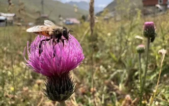 Anzer Balinda Bu Yil Rekor Bekleniyor