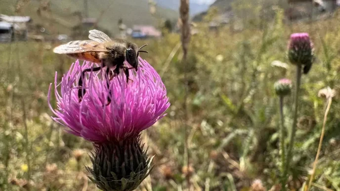 Anzer Balinda Bu Yil Rekor Bekleniyor