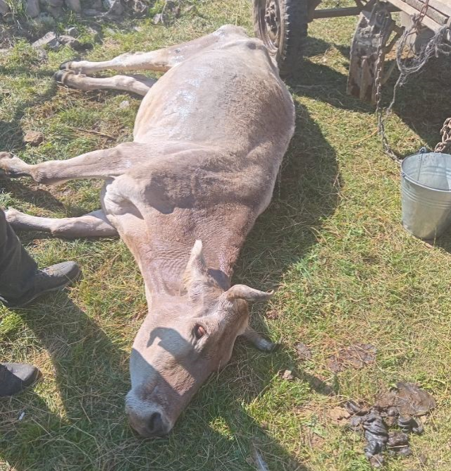 Ardahan'ın sessiz çığlığı! Ölen hayvan sayısı korkunç boyutlara ulaştı