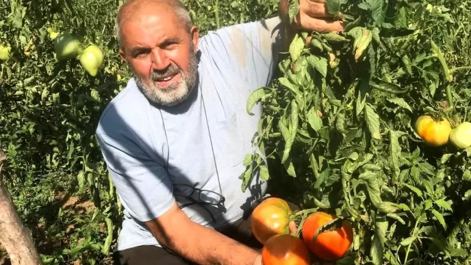 Ata Tohumu Domates Uretimi ile Gelecege Umut Tasiyor
