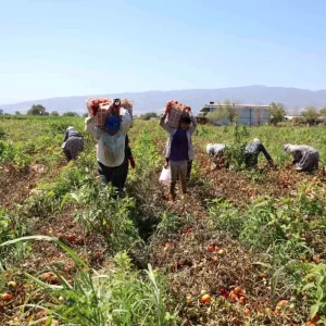 Aydinda Domates Iscileri Col Sicaklarinda Ekmek Mucadelesi Veriyor