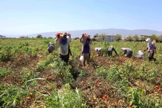 Aydinda Domates Iscileri Col Sicaklarinda Ekmek Mucadelesi Veriyor