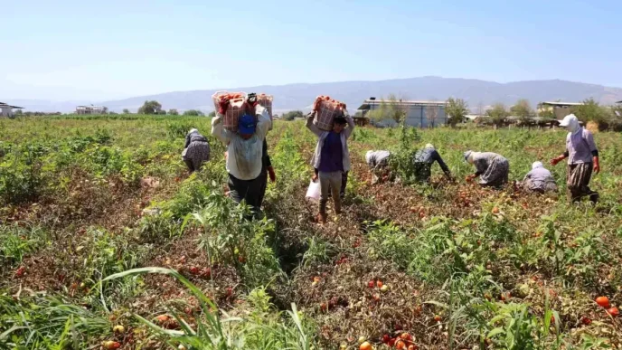 Aydinda Domates Iscileri Col Sicaklarinda Ekmek Mucadelesi Veriyor
