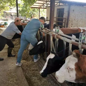 Aydinda Hayvan Sagligi Kontrolleri Araliksiz Devam Ediyor