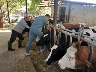 Aydinda Hayvan Sagligi Kontrolleri Araliksiz Devam Ediyor