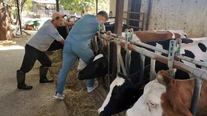 Aydinda Hayvan Sagligi Kontrolleri Araliksiz Devam Ediyor