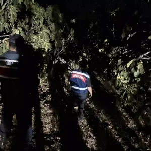 Aydinda Incir Hirsizliklarina Karsi Jandarma Onlemleri Artiyor