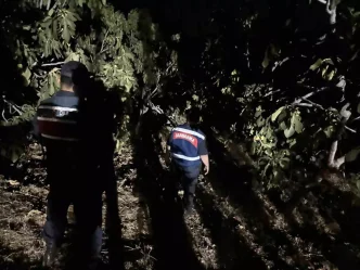 Aydinda Incir Hirsizliklarina Karsi Jandarma Onlemleri Artiyor