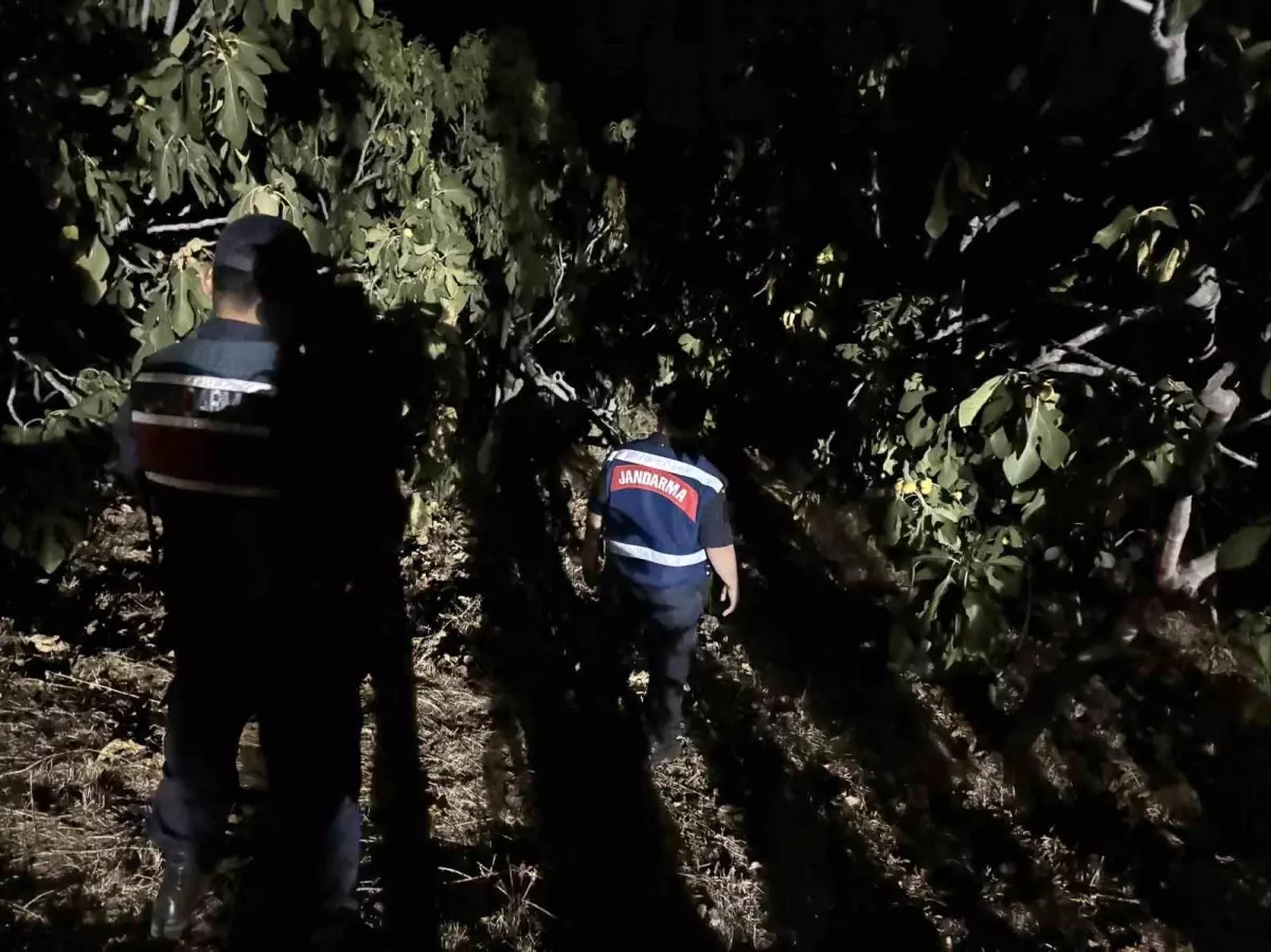 Aydinda Incir Hirsizliklarina Karsi Jandarma Onlemleri Artiyor
