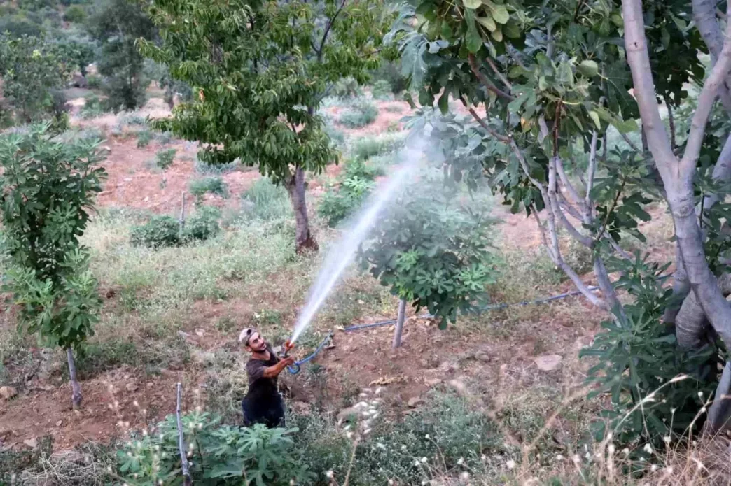 Aydinda Incir Uretimi Akdeniz Meyve Sinegi Tehdidiyle Karsi Karsiya