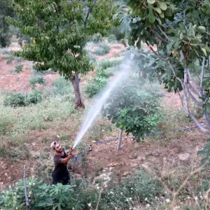 Aydinda Incir Uretimi Akdeniz Meyve Sinegi Tehdidiyle Karsi Karsiya